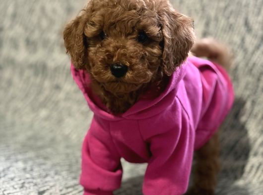 Poodle Bebekler görsel