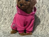Poodle Bebekler