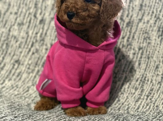 Poodle Bebekler görsel