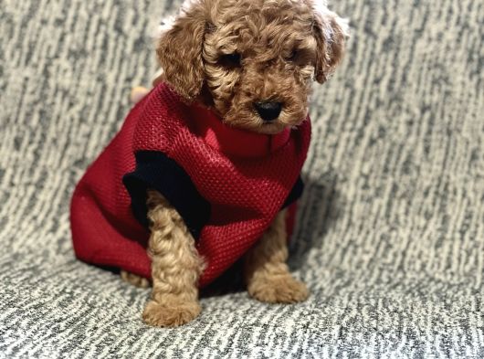 Toy Poodle Bebeklerimiz görsel