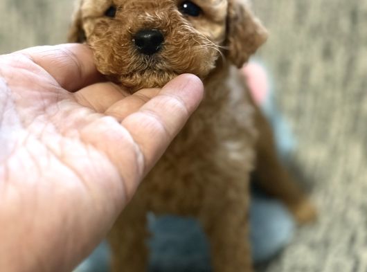 Poodle Bebekler görsel