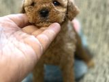 Toy poodle bebeklerimiz