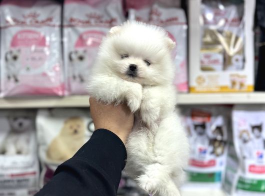 Üst Kalite Pomeranian Bebekler Için Arayabilirsiniz görsel