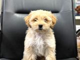 Aşılı eğitimli maltipoo bebek yeni evine hazır