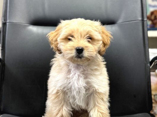 Maltipoo Bebekler Aşılı Eğitimli