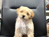 Maltipoo Bebekler Aşılı Eğitimli