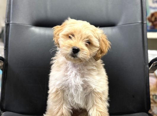 Maltipoo Bebekler Aşılı Eğitimli görsel