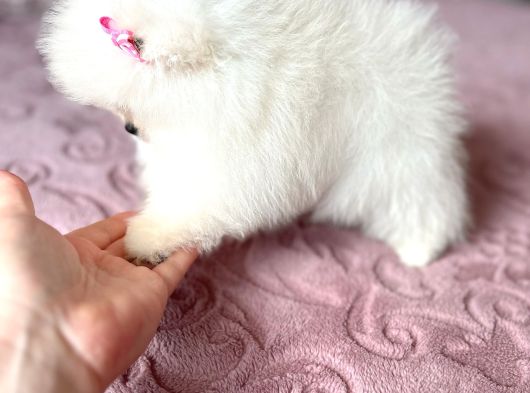 Teacup Kisa Burun Efsane Di̇şi̇ görsel