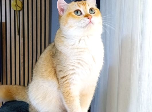 British Shorthair By12 Erkek