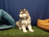 Alaska Malamute  Alaska Kurdu  Yavruları