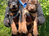 King Doberman Yavrulari Mama Ve Malzeme Kampanya Li