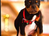 Şampi̇yon Fci Secereli̇ Doberman  Yavrulari