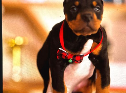 Şampi̇yon Fci Secereli̇ Doberman  Yavrulari görsel
