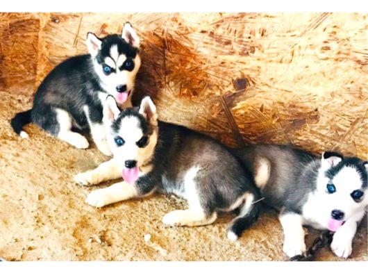 Irk Garanti̇li̇ Si̇bi̇rya Kurdu - Husky Yavrularimiz görsel