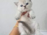 Minnoşlarım Teslime Hazır