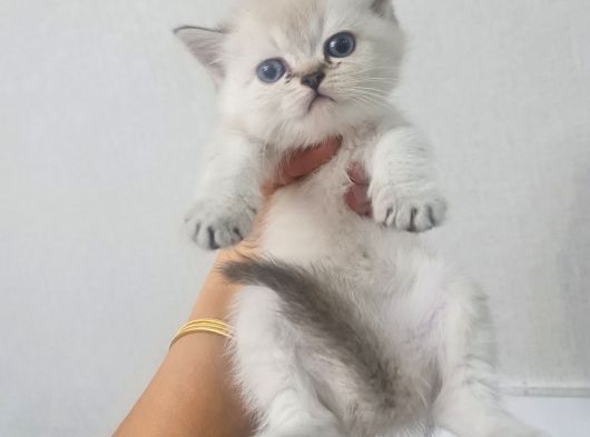 Minnoşlarım Teslime Hazır görsel