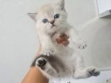 Minnoşlarım Teslime Hazır