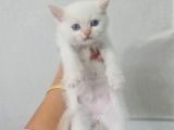 Minnoşlarım Teslime Hazır