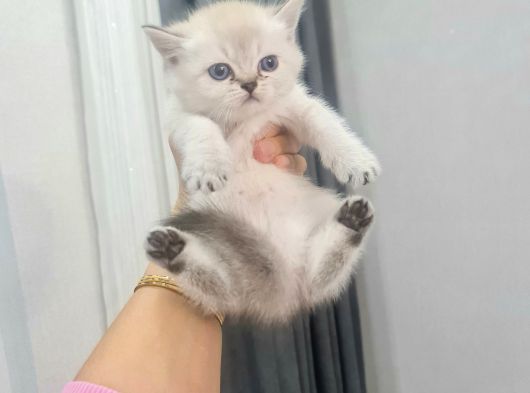 Minnoşlarım Teslime Hazır