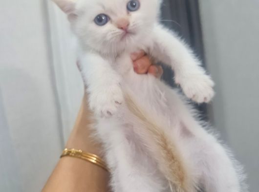 Minnoşlarım Teslime Hazır görsel