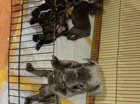 French Buldog Yavrular Ankara görsel