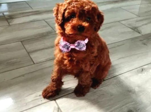 Toy Poodle Irkının En Güzeli Mükemmel Yavrular