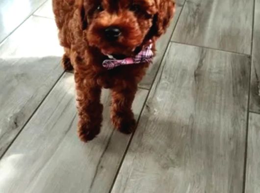 Toy Poodle Irkının En Güzeli Mükemmel Yavrular görsel