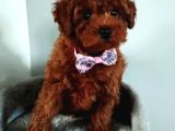 Toy Poodle Irkının En Güzeli Mükemmel Yavrular