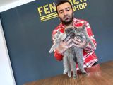 Top Kafa Scottish Fold Yavrulari Fenomen Pet Shop Ankara