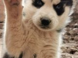 Üst Kali̇te Si̇yah Husky Yavrulari