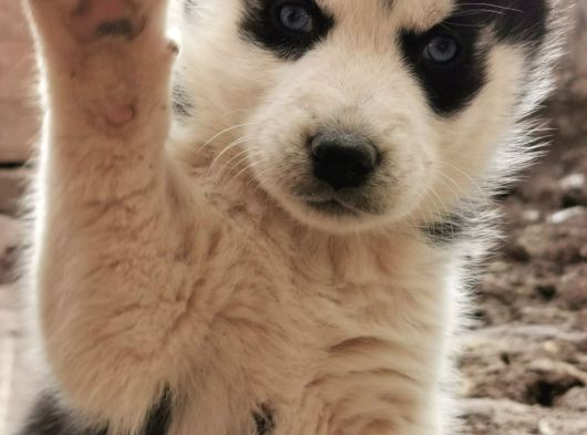 Üst Kali̇te Si̇yah Husky Yavrulari görsel