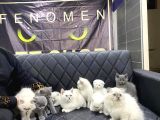 Top Kafa Scottish Fold Yavrulari Fenomen Pet Shop Ankara