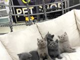 Kedi̇ci̇den Renk Renk British Shorthair Yavrulari Ankara