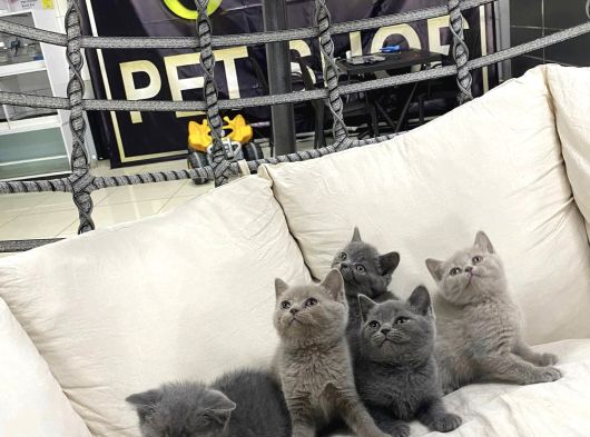 Kedi̇ci̇den Renk Renk British Shorthair Yavrulari Ankara görsel