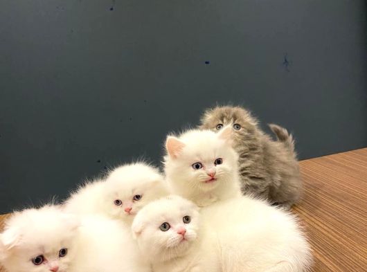 Top Kafa Scottish Fold Yavrulari Fenomen Pet Shop Ankara