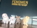 Kedi̇ci̇den Renk Renk British Shorthair Yavrulari Ankara