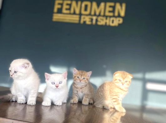Kedi̇ci̇den Renk Renk British Shorthair Yavrulari Ankara görsel