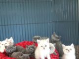 Kedi̇ci̇den Renk Renk British Shorthair Yavrulari Ankara