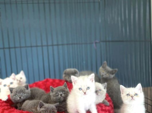 Kedi̇ci̇den Renk Renk British Shorthair Yavrulari Ankara görsel