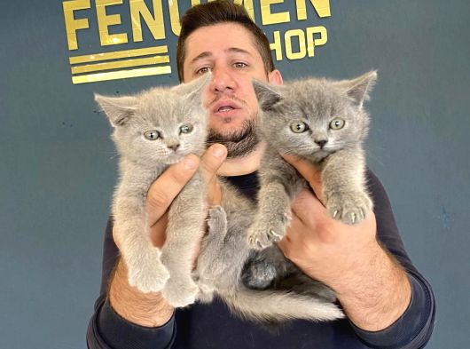 Kedi̇ci̇den Renk Renk British Shorthair Yavrulari Ankara görsel