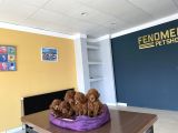 Wc Egi̇ti̇mli̇  Toy Poodle Yavrularimiz Fenomen Pets Ankara