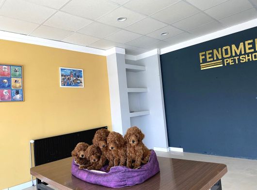 Wc Egi̇ti̇mli̇  Toy Poodle Yavrularimiz Fenomen Pets Ankara görsel