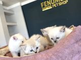 Kedi̇ci̇den Renk Renk British Shorthair Yavrulari Ankara
