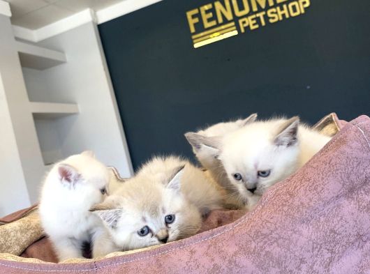 Kedi̇ci̇den Renk Renk British Shorthair Yavrulari Ankara görsel