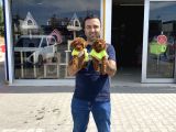 Wc Egi̇ti̇mli̇  Toy Poodle Yavrularimiz Fenomen Pets Ankara
