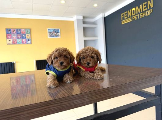 Wc Egi̇ti̇mli̇  Toy Poodle Yavrularimiz Fenomen Pets Ankara görsel