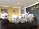 Kedi̇ci̇den Renk Renk British Shorthair Yavrulari Ankara