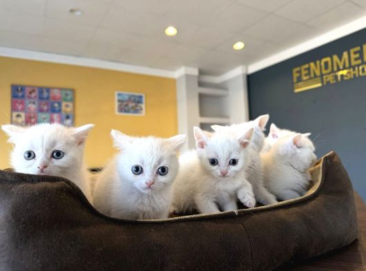 Kedi̇ci̇den Renk Renk British Shorthair Yavrulari Ankara
