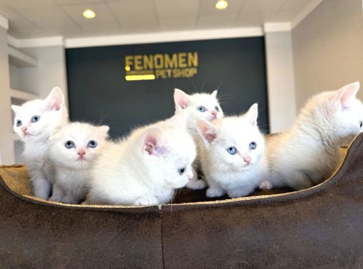 Kedi̇ci̇den Renk Renk British Shorthair Yavrulari Ankara görsel