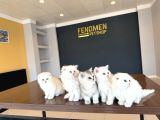Kedi̇ci̇den Renk Renk British Shorthair Yavrulari Ankara